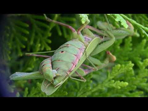 СПАРИВАНИЕ БОГОМОЛОВ  (MANTIS MATING)