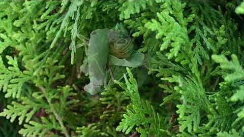СПАРИВАНИЕ БОГОМОЛОВ  (MANTIS MATING)