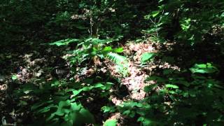 Cankerworms, Pesticides, and Songbirds