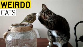 Cats Being Weirdos || JukinVideo