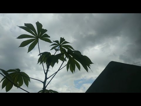 Cinematic Awan Mendung Sore Hari.