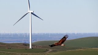 QUEST: Wind Energy vs. Eagles