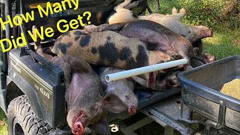 The Hog Haul, Pig Brig Hog Trap