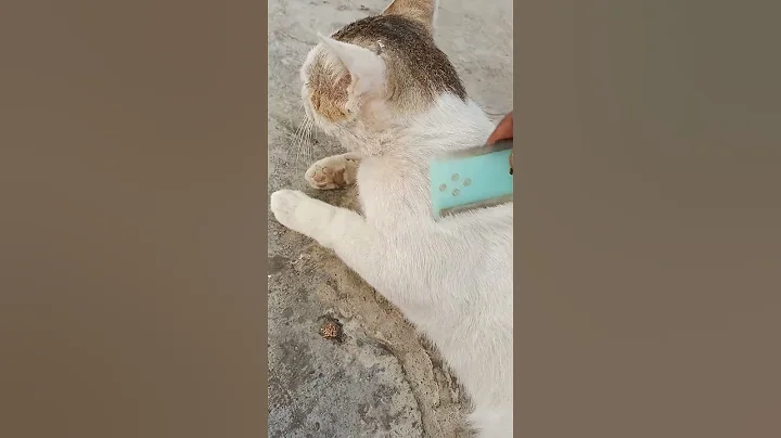 Watch the video about Sleeping cat 🐈😺#sleepycat #sleepycats #cats #catlover #catvideos #catshorts #catlovers #catvideo#pet