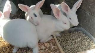 Кролики Панон белый, прибавление в хозяйстве.🐰🐰🐰🐰🐰