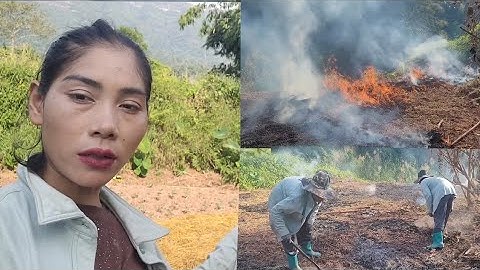 Rov mus cog dib cog taub rau kuv daim teb zaub 