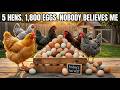 5 Hens, 1,800 Eggs a Year: The Small Backyard Setup That Works