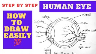 How To Draw Human Eye Diagram Step By Step Easily Easy Way To Draw ...