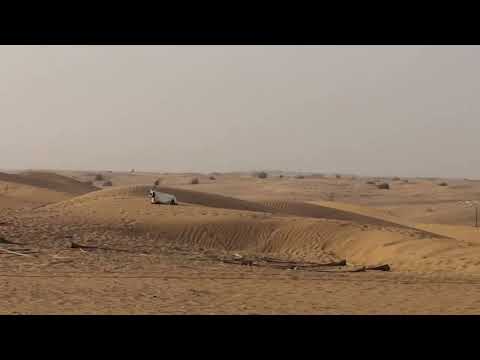 Arabian Oryx herd in Dubai Desert قطيع من المها العربي الوضيحي في صحراء دبي 18.11.2021