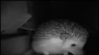 Celebrity Hedgehog sneezes to explosion Profile