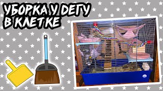 видео: УБОРКА В КЛЕТКЕ У ДЕГУ. Чилийская белка дегу картинка: УБОРКА В КЛЕТКЕ У ДЕГУ. Чилийская белка дегу