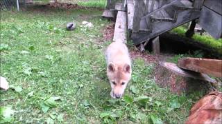 Wolf Attack!