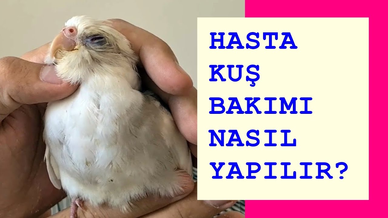 HASTA KUŞ BAKIMI NASIL OLMALIDIR? (SULTAN PAPAĞANI, MUHABBET KUŞU VE TÜM KAFES KUŞLARI)