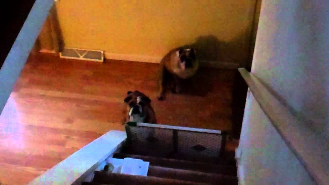 English Bulldog snoring LOUD!