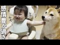 柴犬のおかげで日増しに「喜怒哀楽」の感情が増える赤ちゃん