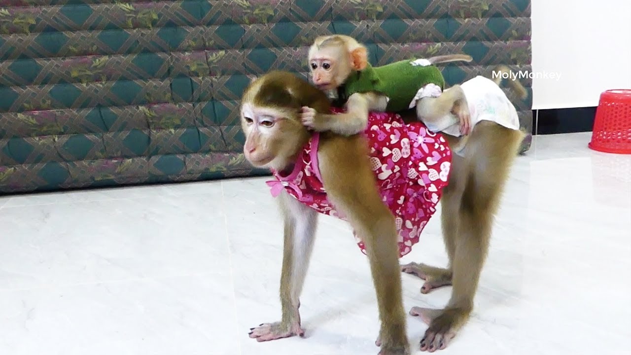 Amazing Look Like Real Mother & Daughter, Mori Make Fun With Cici When Playing Animal Stuff