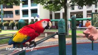 Training Ruby - The Scarlet Macaw Information