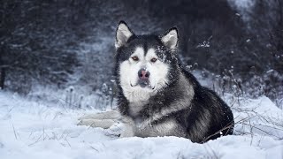 Avalanche Rescue with Alaskan Malamutes!