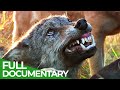 Survive the wild  episode 2 natures world wide web  free documentary nature