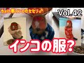 Vol.42インコの服？【ちょい悪インコのセセリ♂】CHOIWARU INKO