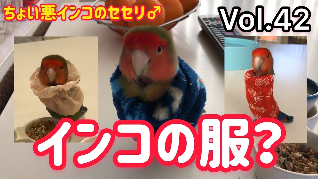 インコの服作ってみた Choiwaru Inko Youtube