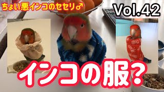 Vol.42インコの服？【ちょい悪インコのセセリ♂】CHOIWARU INKO