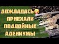 ДылДы подъехали) Адениумы на подвой