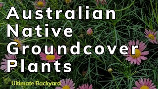 14 Australian Native Groundcover Plants for Your Garden