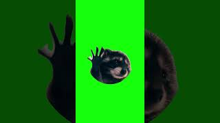 Raccoon Dancing in a Circle | Green Screen