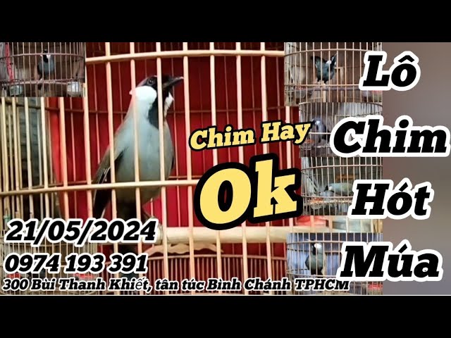 21/05/2024 Lên Tiếp Em Lô Chim 7 em Khướu Bổi Hót Múa Tố Chất. mời các bác cùng kết nối 0974193391 class=