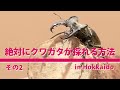 北海道でクワガタが採れる場所も公開！絶対にクワガタがとれる方法　その2　＜昆虫採集とクワガタとカブトムシ＞#クワガタ #昆虫採集