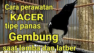 Cara Perawatan Kacer panas on sebentar, lalu Gembung saat lomba dan latber