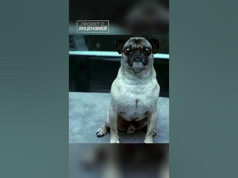 Мопс напарник 😅 #кино #фильмы #лучшиефильмы #топ #сериалы #shortvideo # ...