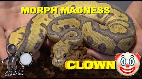 Morph Madness Clown Ball Python!!!!