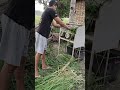 pakain sa alagang baka