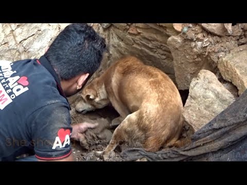 Animal AID Unlimited : Perrita ayuda a rescatista a salvar a sus cachorros.