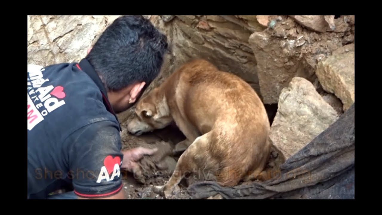 Animal AID Unlimited : Perrita ayuda a rescatista a salvar a sus cachorros.