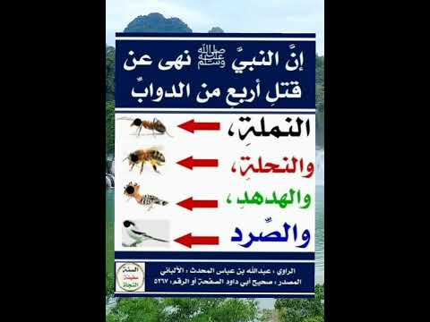 أربع حيوانات نهى الرسول صلى الله عليه وسلم عن قتلها