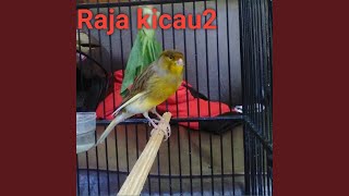 Download Lagu Suara Kenari Ngerol Panjang Sampai Saut Menyaut Download Lagu Suara Kenari Ngerol Panjang Sampai Saut Menyaut