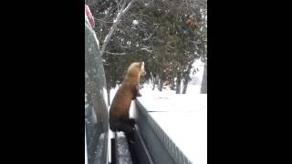 Sioux Lookout Martenmp4