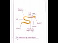 sparmatogenesis💕 part one#spermatogenesis# msczoology third sem# msczoologynotes# shorts