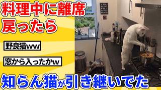 【2ch動物スレ】料理中に離席→戻ったら侵入した猫が料理してたｗｗｗｗｗ
