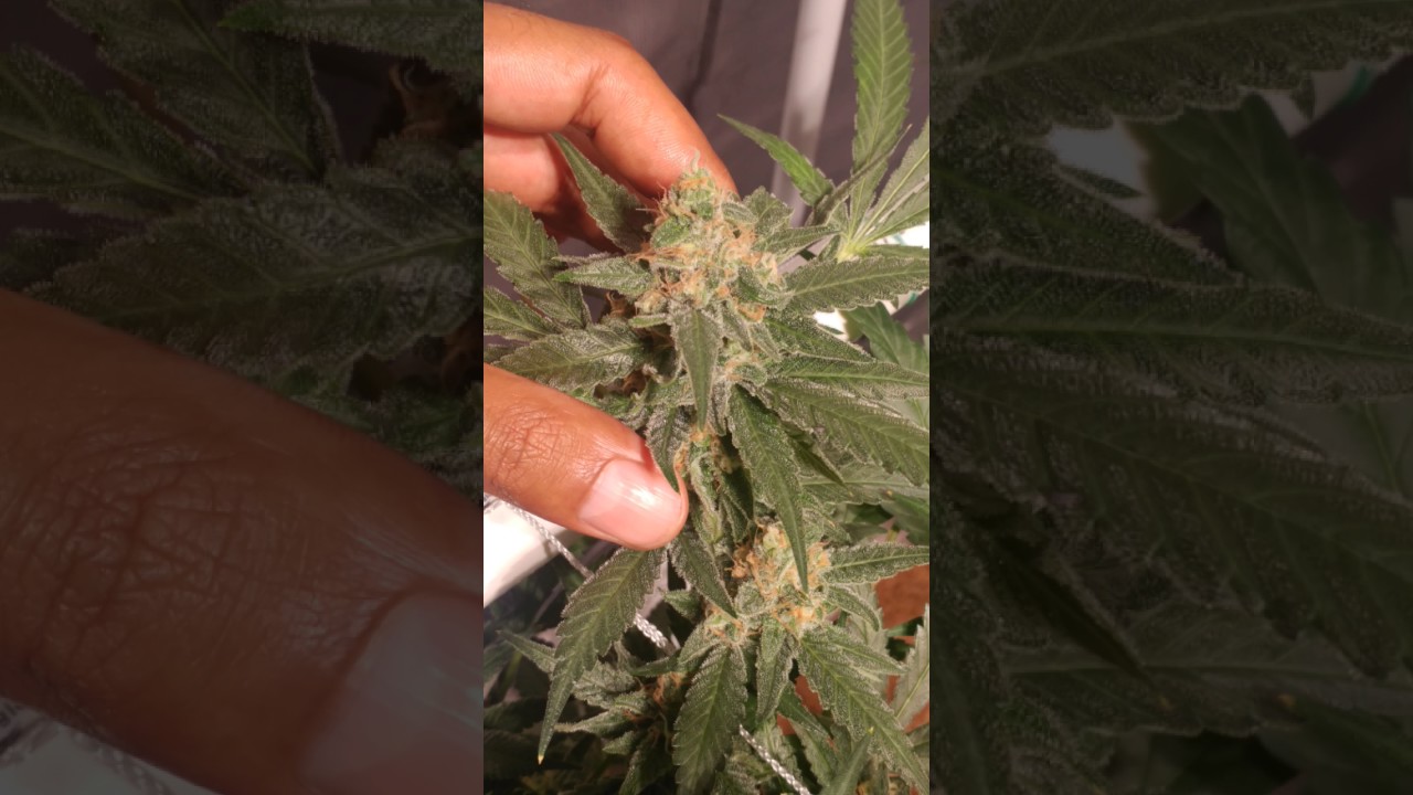 Up close and personal with day 46 flowers!