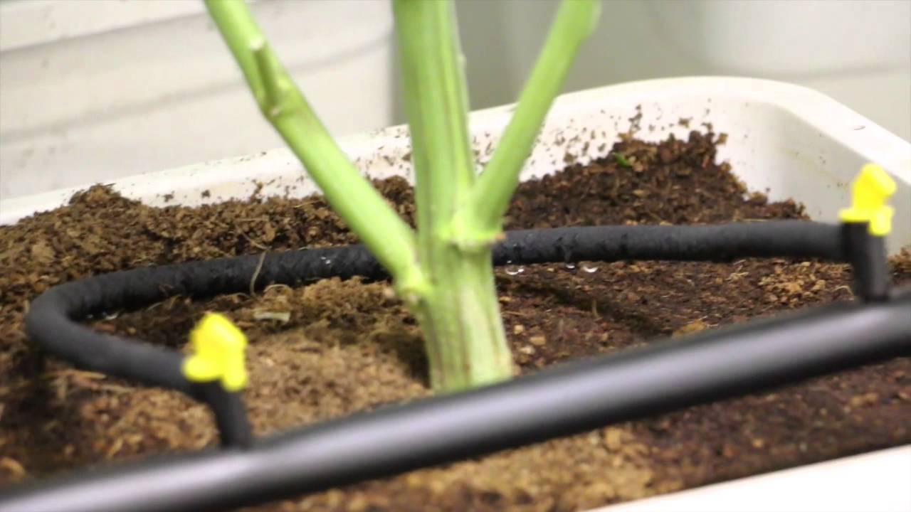 Drip lines with OMMPgrower