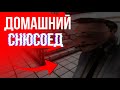 ДОМАШНИЙ СНЮСОЕД SCP SL !!!