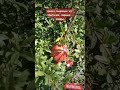 Гранат выращен из косточки. Как вырастить гранат.