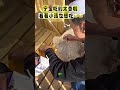 Lamb Plays Dead All Day