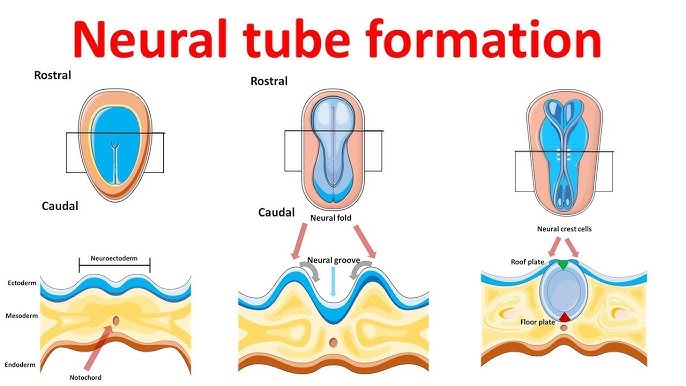 Gastrulation | what happens during gastrulation? | week 3 of embryonic  development - YouTube