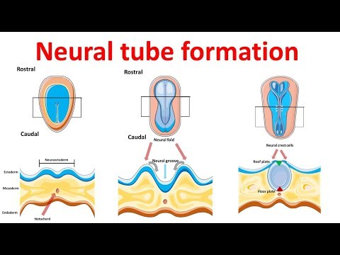 neural tube formation | Embryology - Neurulation