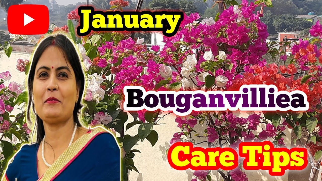 Советы по уходу за бугенвиллией в январе || Удобрения